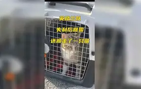 大奖赛巅峰对决!东城火箭队失利东海赤兔队,F1赛场再起波澜;锋线火力回暖(2024年3月9日f1沙特大奖赛正赛视频回放) 大奖赛巅峰对决!东城火箭队失利东海赤兔队,F1赛场再起波澜;锋线火力回暖(2024年3月9日f1沙特大奖赛正赛视频回放)